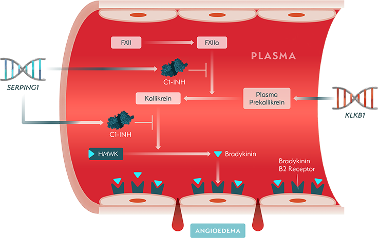 A diagram illustrating the kallikrein-kinin system, a pathway that regulates swelling. It shows how the KLKB1 gene produces plasma prekallikrein, which ultimately leads to bradykinin production. C1-INH controls the kallikrein-kinin system, and C1-INH dysregulation causes the overproduction of bradykinin, which leads to HAE attacks.
